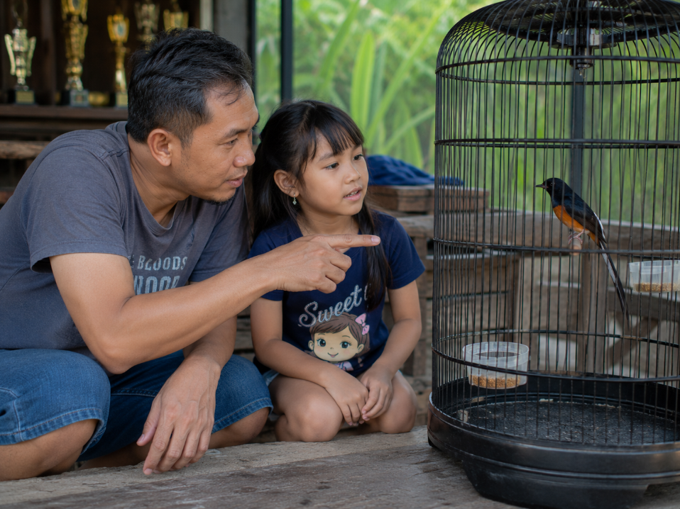 Ciri Ciri Murai Batu Siap Gantang