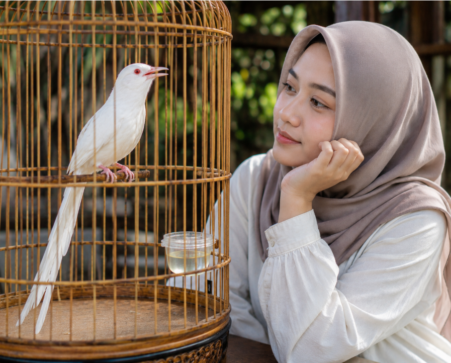 Pesona Kelangkaan Murai Batu Albino: Keunikan Genetik, Ciri Khas, dan Panduan Perawatannya Pesona Kelangkaan Murai Batu Albino: Keunikan Genetik, Ciri Khas, dan Panduan Perawatannya