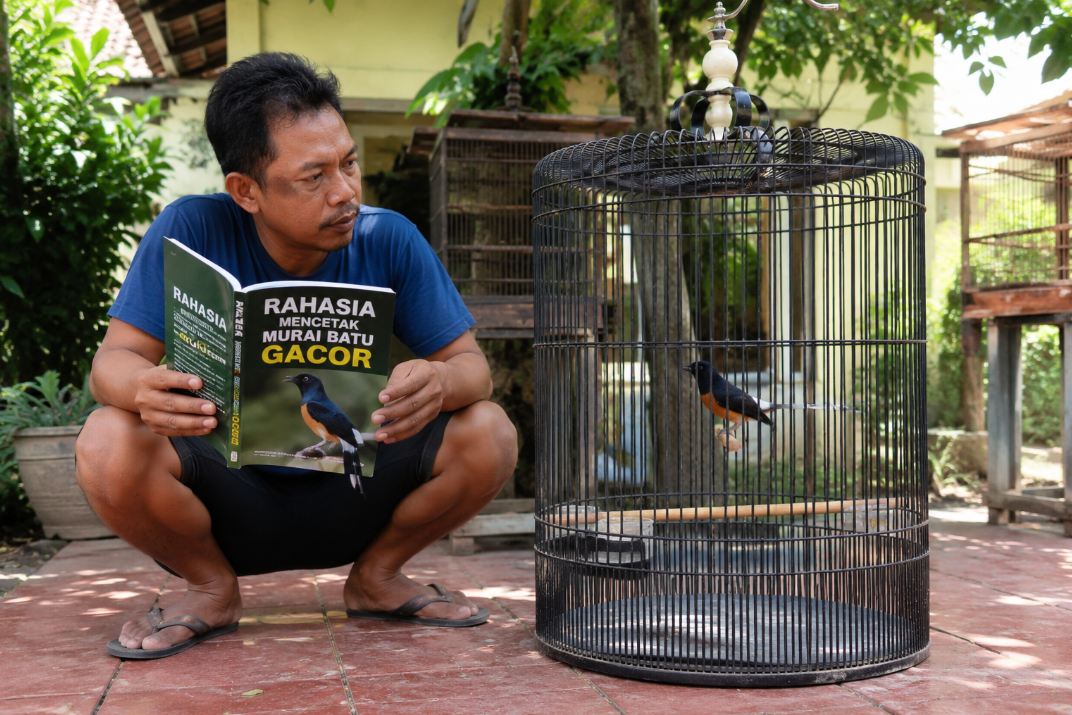 Rahasia Mencetak Murai Batu Gacor Rahasia Mencetak Murai Batu Gacor