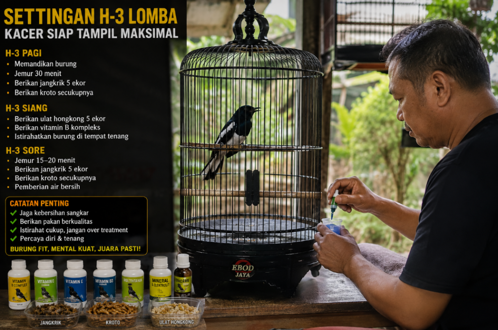 Settingan H-3 Lomba untuk Burung Kacer Agar Tampil Maksimal: Strategi Membangun Peak Performance di Gantangan Settingan H 3 Lomba Untuk Burung Kacer Agar Tampil Maksimal 1024x679