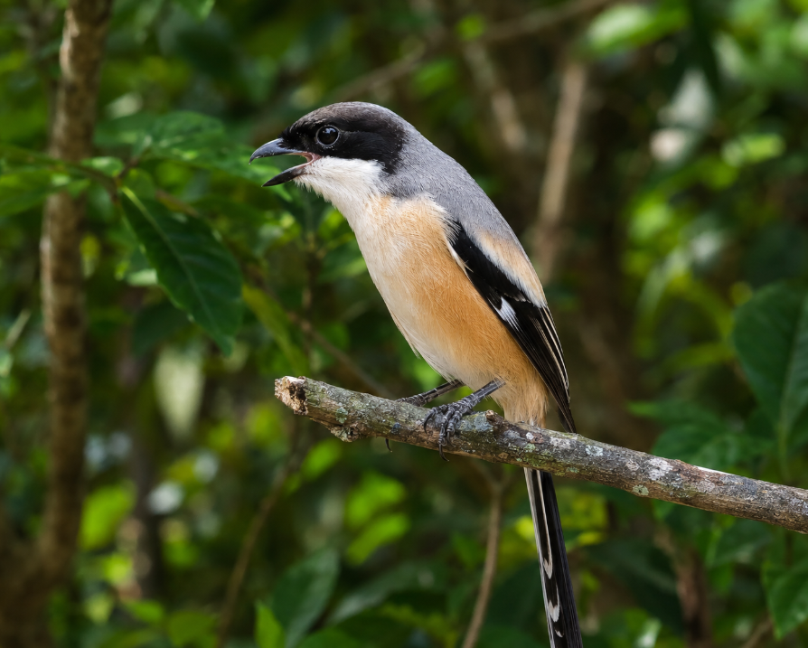 Burung Cendet Pilis