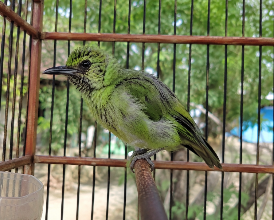 Cara Merawat Cucak Ijo Trotol Agar Cepat Gacor