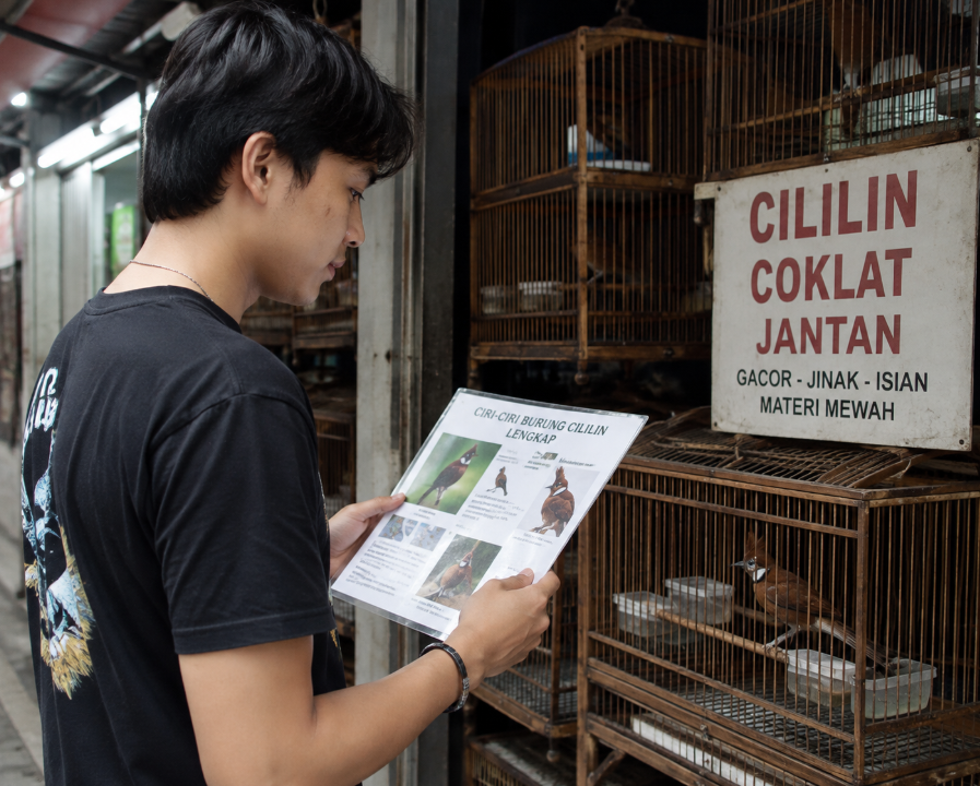 Ciri-Ciri Burung Cililin Lengkap: Panduan Mengenali Anatomi, Jenis, Vokal, dan Karakteristik Uniknya ciri ciri burung cililin lengkap
