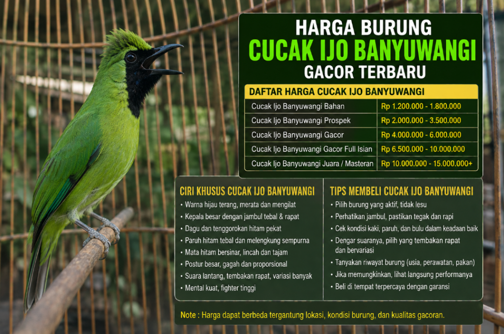 Harga Burung Cucak Ijo Banyuwangi Gacor Terbaru 1024x680