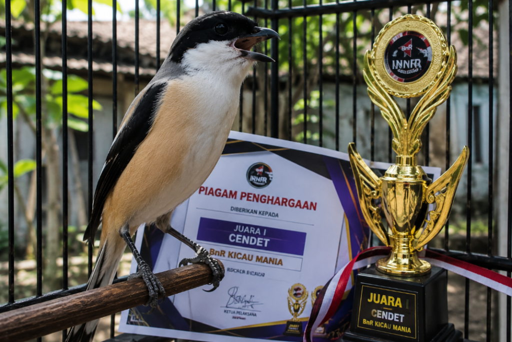 harga cendet prestasi juara terbaru