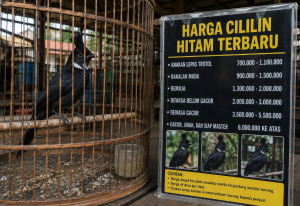harga cililin hitam terbaru harga cililin hitam terbaru
