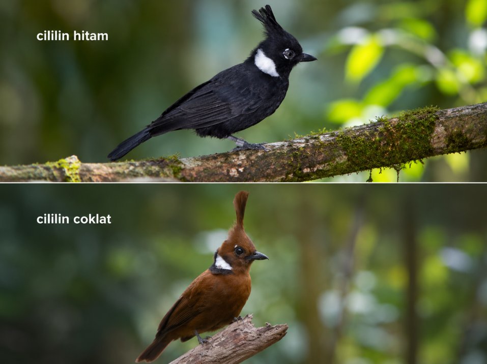 jenis jenis burung cililin lengkap jenis jenis burung cililin lengkap