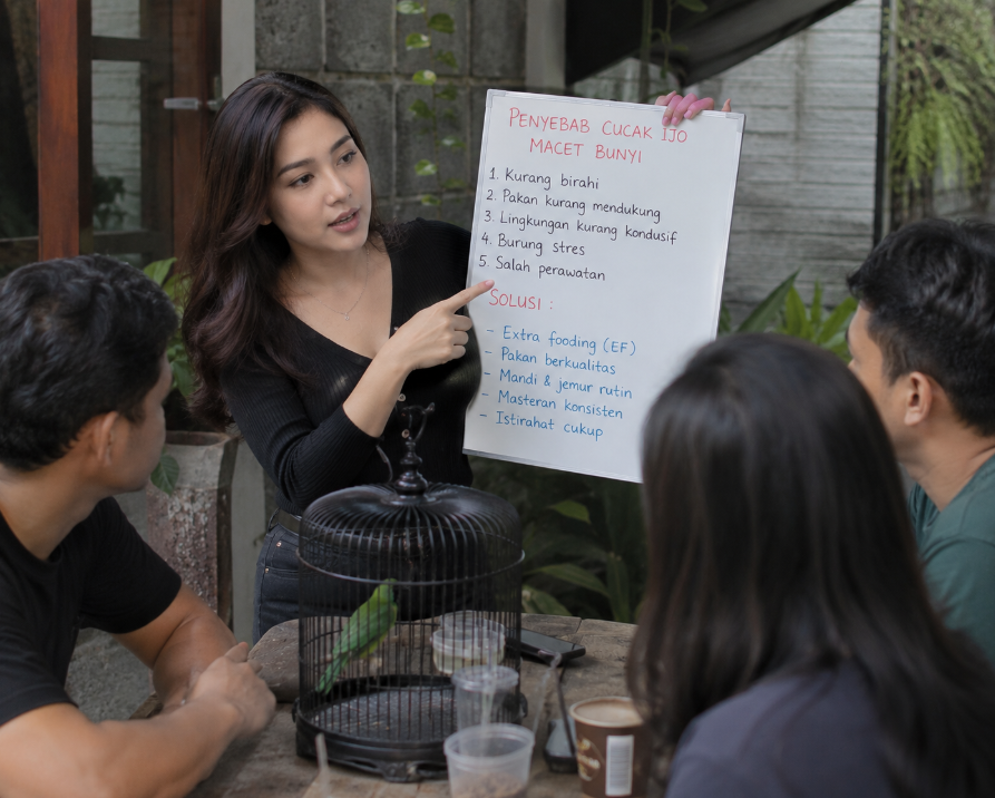 Penyebab Cucak Ijo Macet Bunyi Dan Solusinya