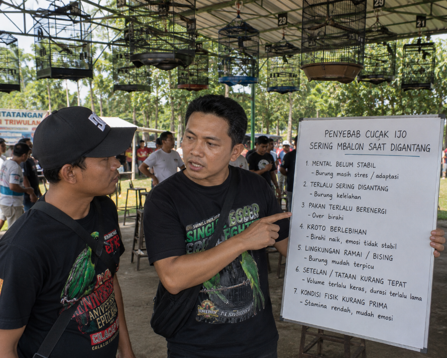 Penyebab Cucak Ijo Sering Mbalon Saat Digantang