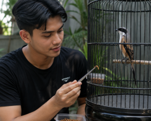 Racikan Pakan Terbaik Burung Cendet Racikan Pakan Terbaik Burung Cendet 300x241