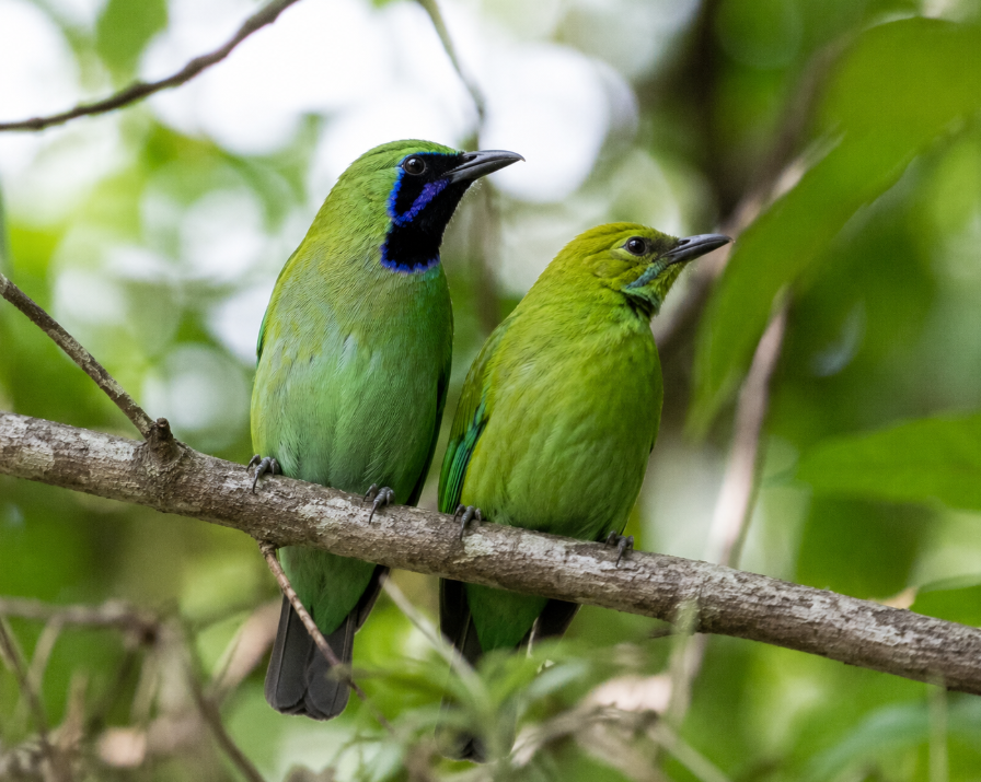 Sejarah Burung Cucak Ijo: Dari Penghuni Kanopi Hutan Tradisional Hingga Menjadi Legenda Gantangan Nusantara Sejarah Burung Cucak Ijo Dari Penghuni Kanopi Hutan Tradisional Hingga Menjadi Legenda Gantangan Nusantara