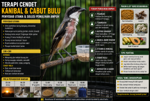 Terapi Cendet Kanibal Dan Cabut Bulu 300x201