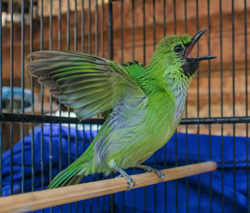 Burung Cucak Ijo Trotol