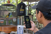 Apakah Sogon Bisa Dimaster. Fakta Unik dan Panduan Pemasteran Burung Sogok Ontong