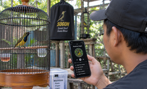 Apakah Sogon Bisa Dimaster. Fakta Unik dan Panduan Pemasteran Burung Sogok Ontong