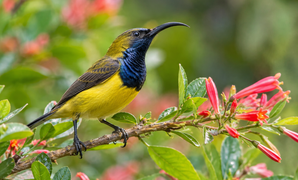 burung sogon (sogok ontong)
