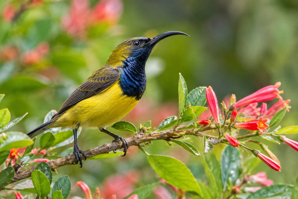 burung sogon (sogok ontong)