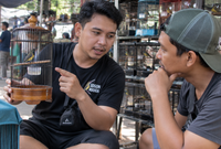 Cara Memilih Sogon Jantan Ijoan Berkualitas Tinggi dan Berprospek Gacor