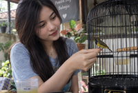 Cara Menjinakkan Burung Sogon