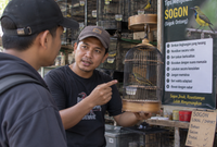 Cara Menjinakkan Sogon yang Giras