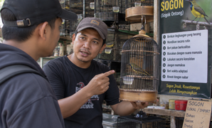 Cara Menjinakkan Sogon yang Giras