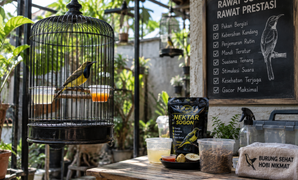 Cara Merawat Burung Sogon (Sogok Ontong)