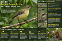 Ciri-Ciri Burung Sogon Betina dan Perannya di Dunia Hobi