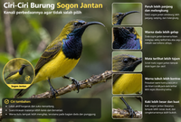 Ciri-Ciri Burung Sogon Jantan