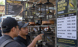 Harga Burung Sogon Terbaru