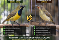 Sogon Ijoan vs Trotol
