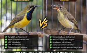 Sogon Ijoan vs Trotol